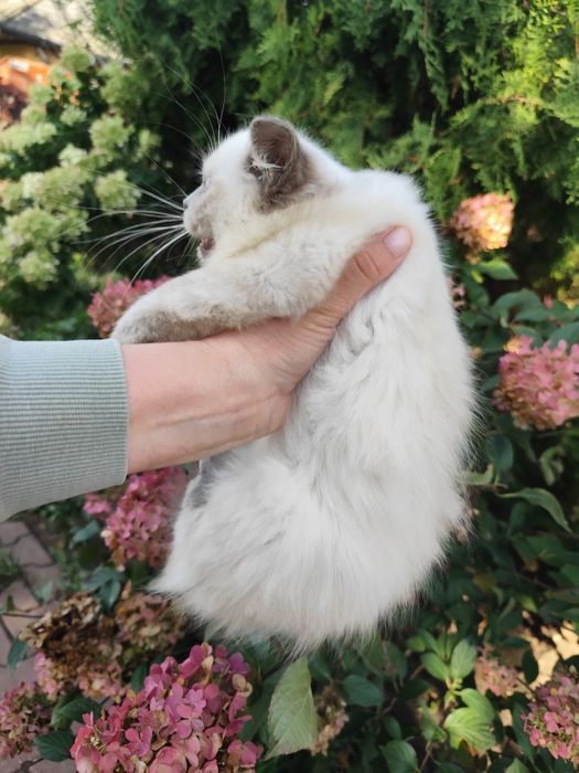 Kot brytyjski mix ragdoll kotka blue mitted