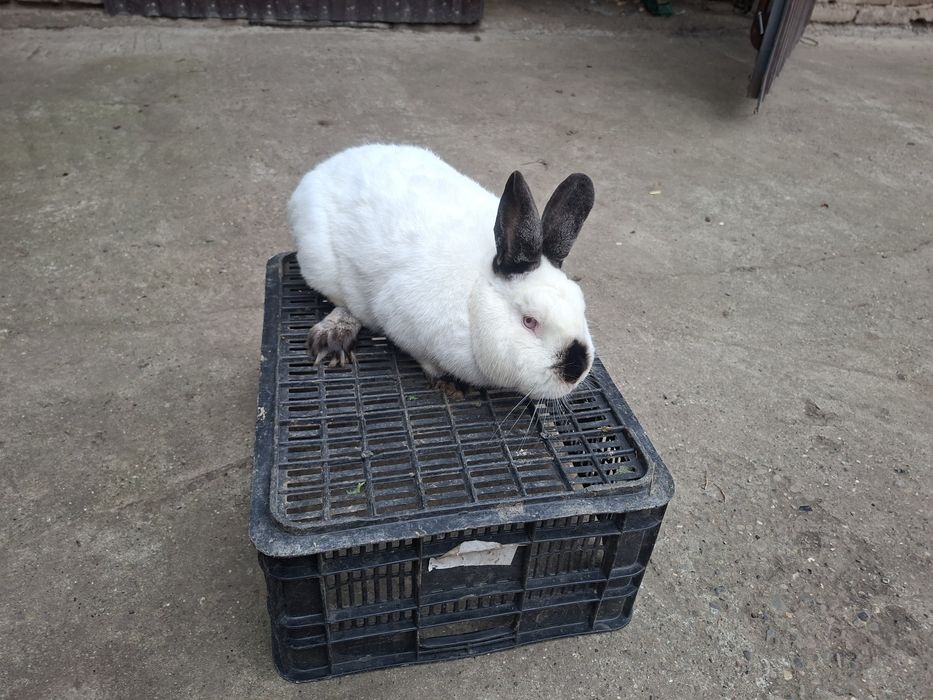 Króliki samce i samice