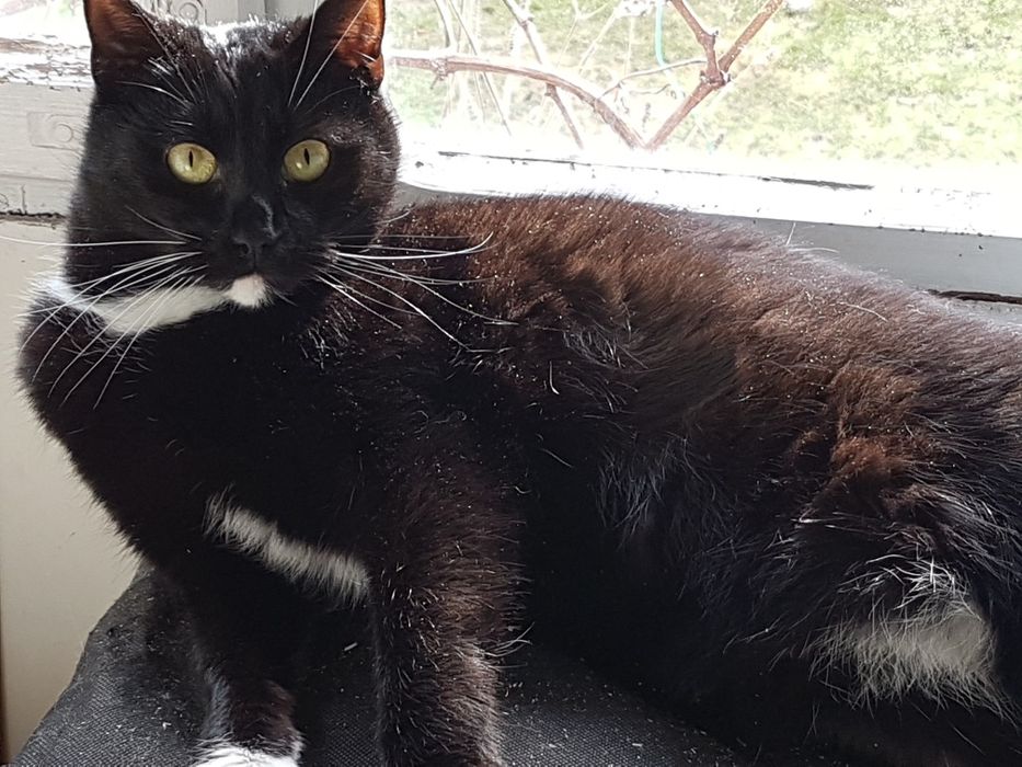 Czy komuś skradnie serce?