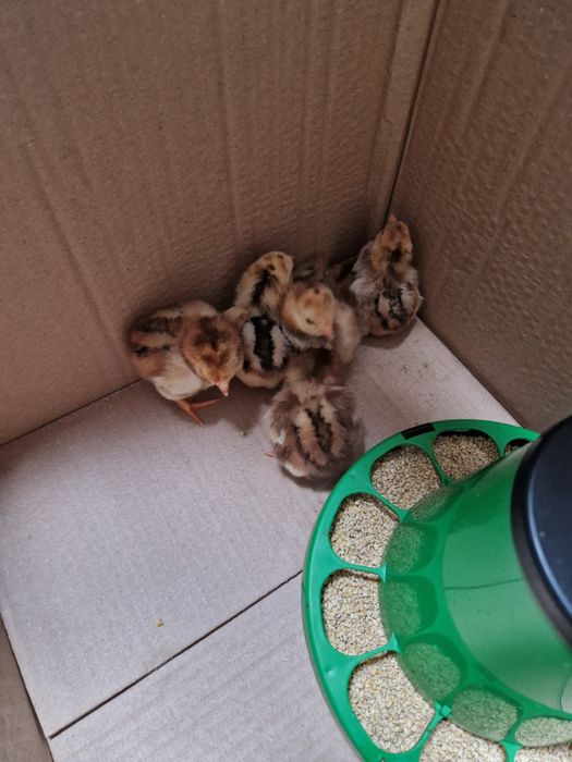 Pintos e ovos cornish