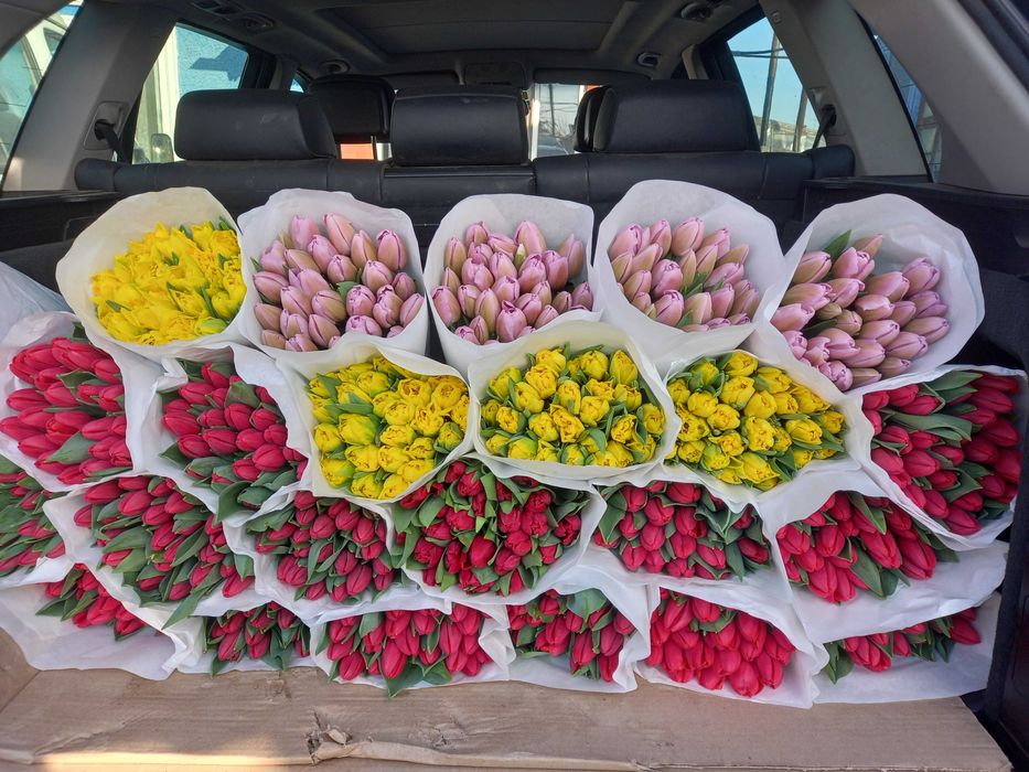 Тюльпан оптом Україна