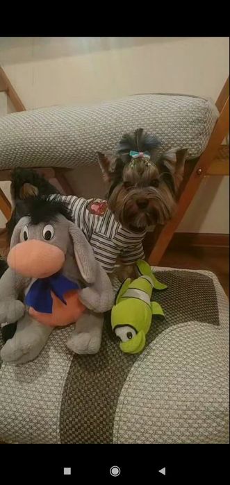 Шукаємо дівчинку для в'язки . Міні Йорк .