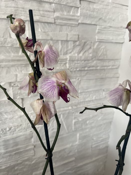 Storczyki po kwitnieniu