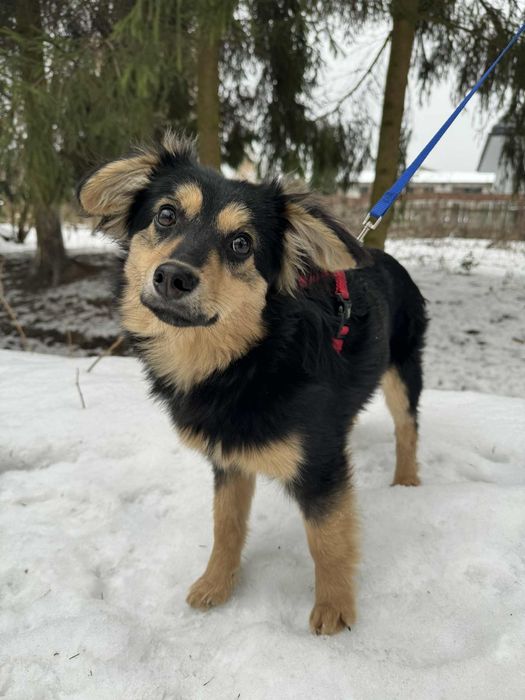 Mięciutki szczeniak Flafi do adopcji