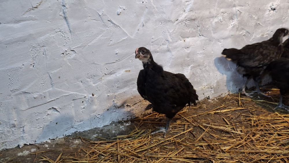 Mlode koguty Australorp czarny, niebieski