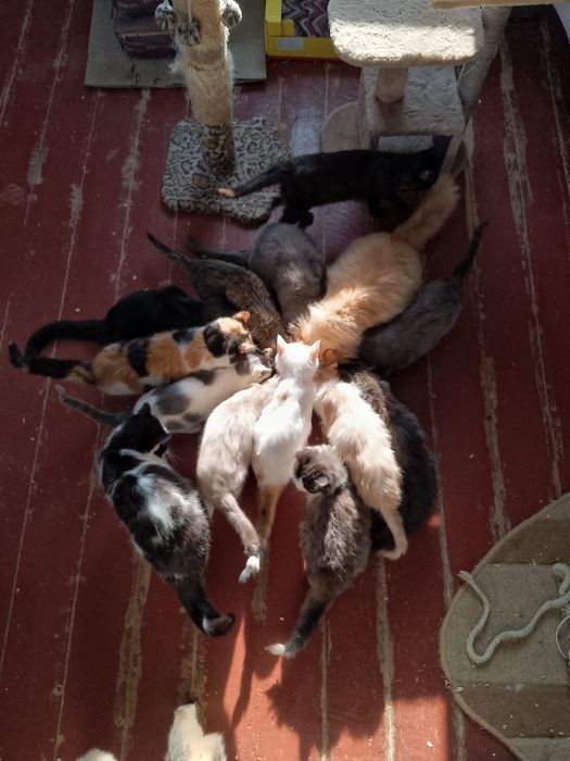 Коти, тварини, безкоштовно