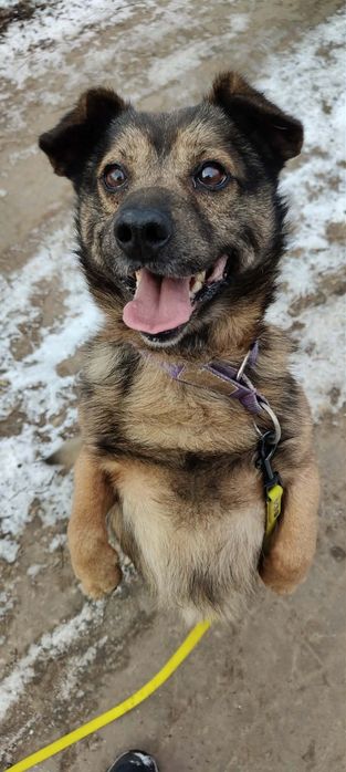 Uszko- wesoły mały i młody  piesek do adopcji