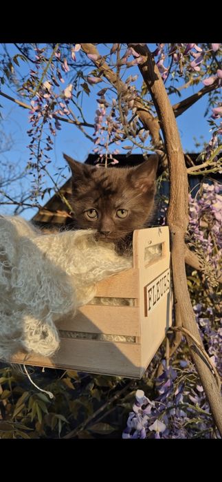 Шотландский котёнок
