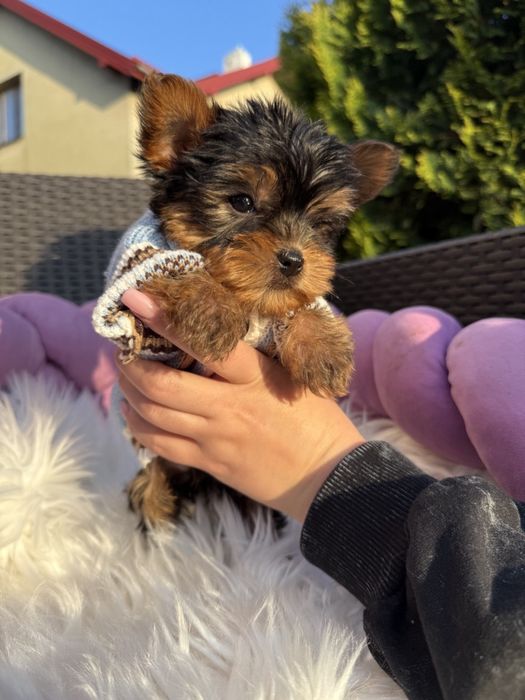 Йоркширський терєр