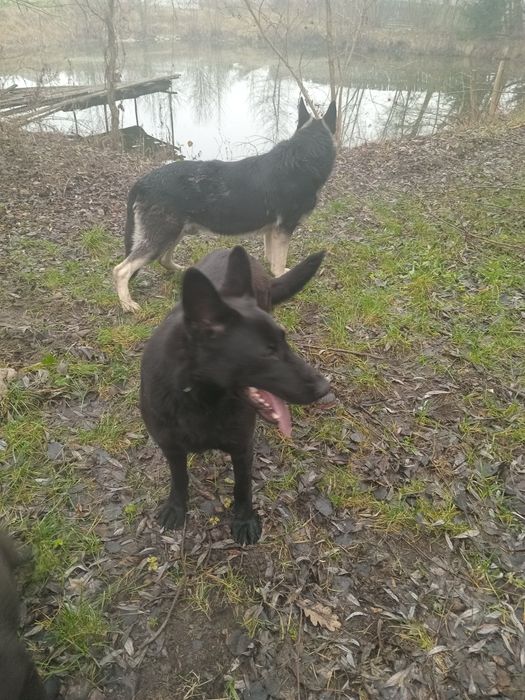 Східноєвропейська вівчарка