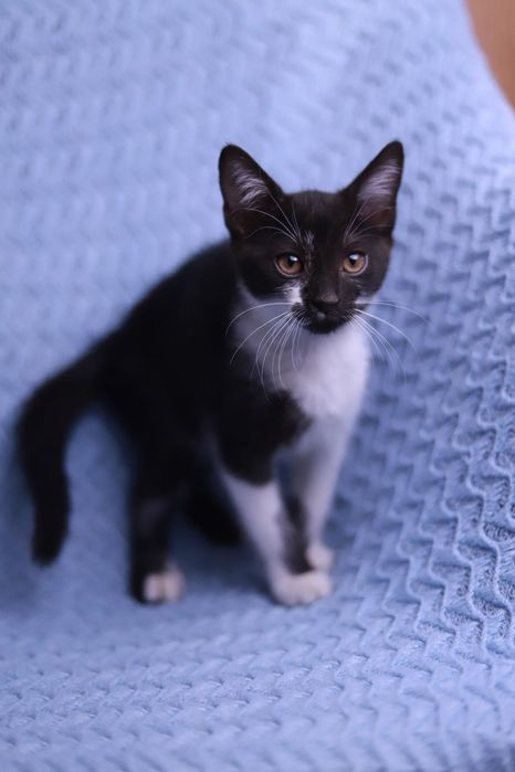 Wyjątkowa kotka o wyjątkowym imieniu poleca sie do adopcji