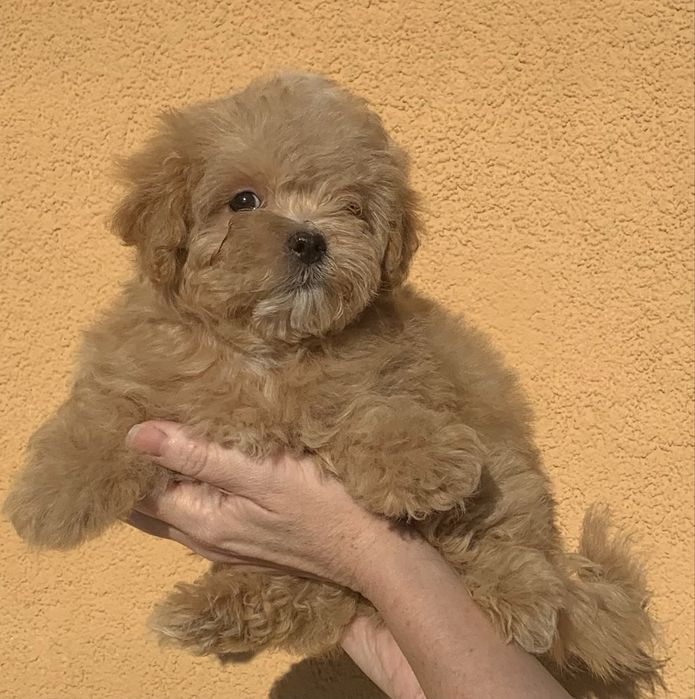 Мальтіпу подарунок на 8 березня