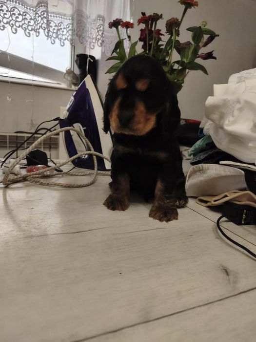Piesek Cocker spaniel angielski