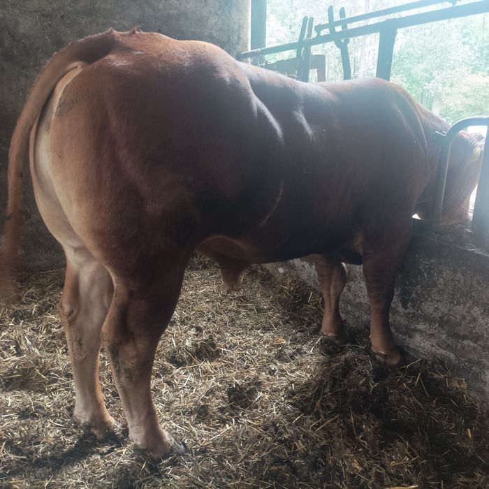 Sprzedam Hodowlane Byki Limousine