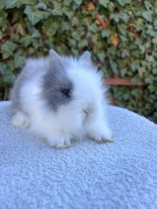 Króliczek Karzełek Teddy mini króliki metryka