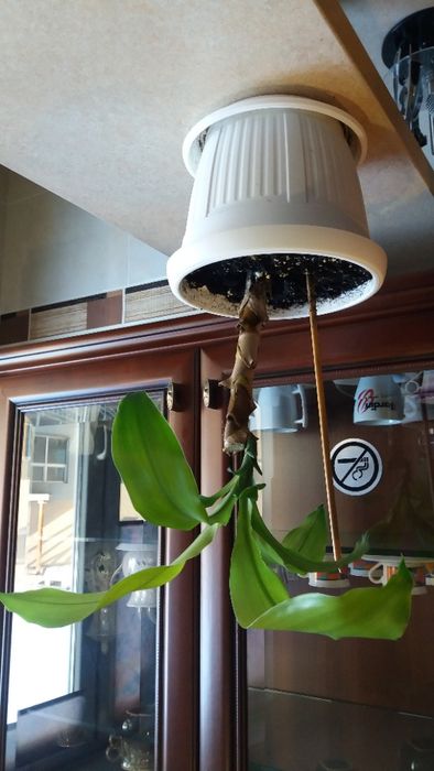 Драцена, фікус -дерево щастя, красиво, подарунок на довгі роки.