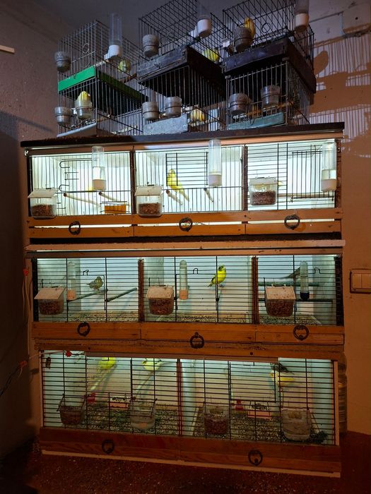 kanarki timbradory Samce i samiczki