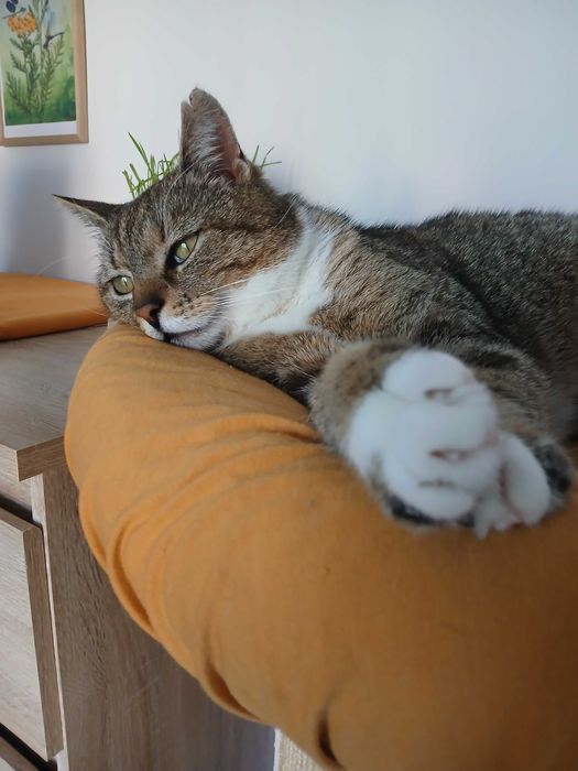 Spokojny miziasty Rysiu