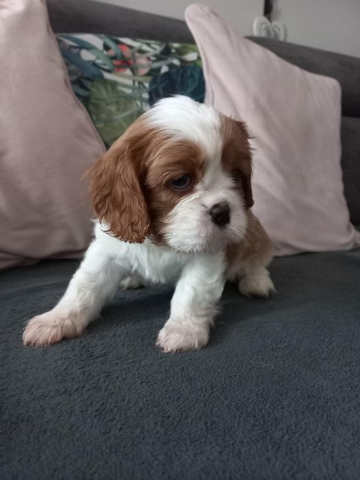 Cavalier King Charles Spaniel