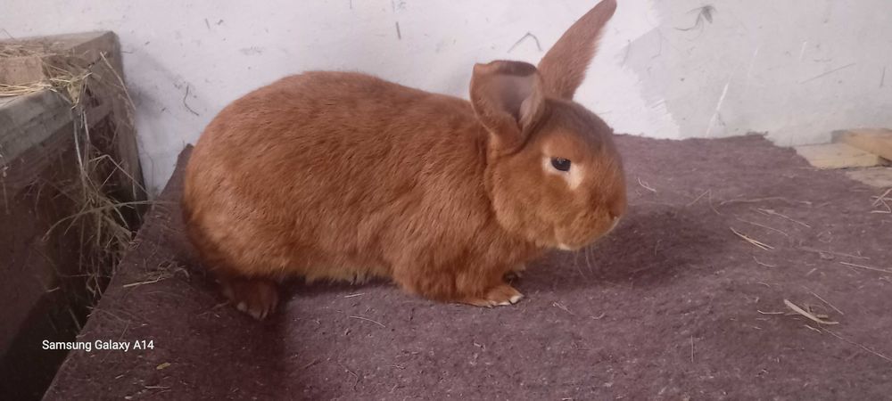 Królik samiec nowozelandzki