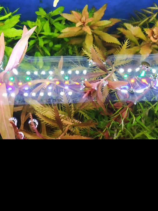 Акваріумні рослини. Набір