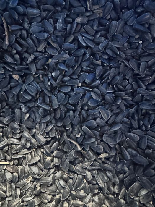 Slonecznik czarny drobny