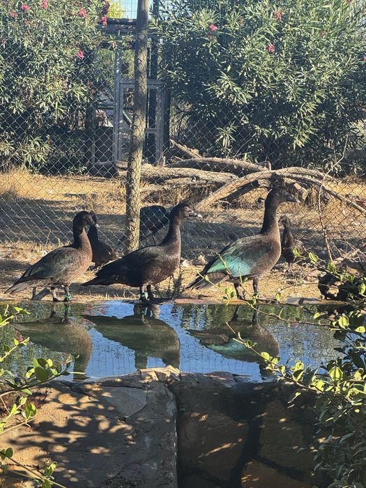 Patos Cairina moschata