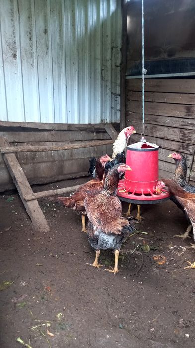Frangos polacos e indio gigante
