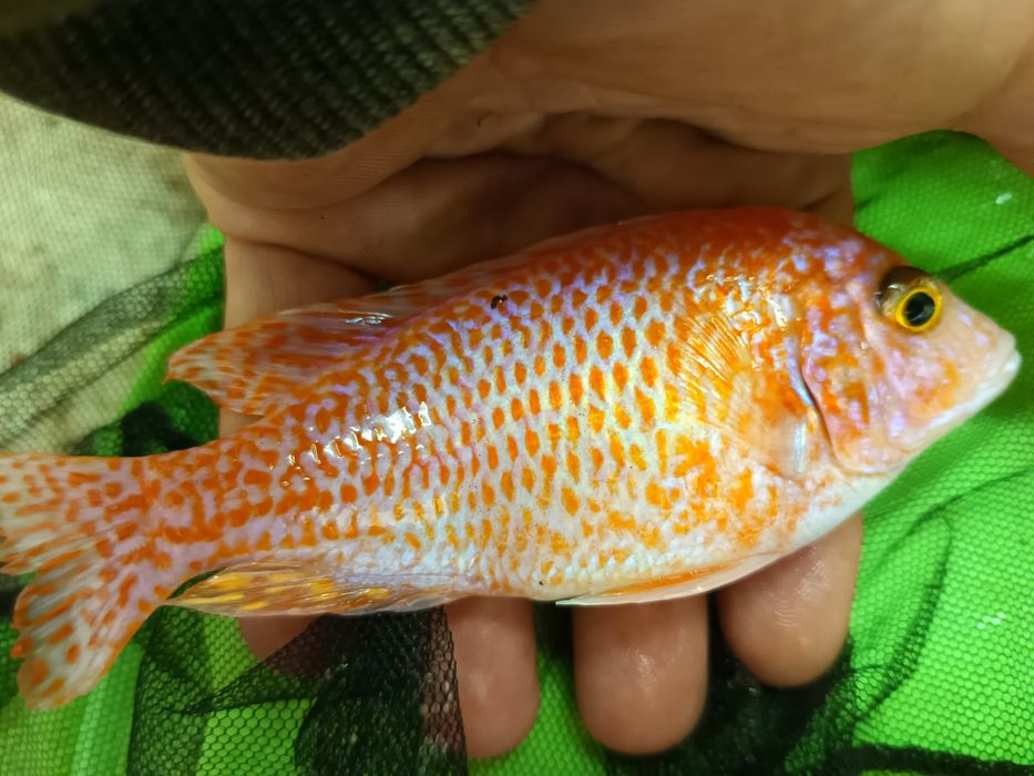 pyszczaki alunocara fire fisch