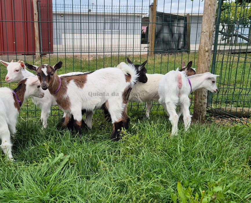 Cabras Fêmeas Micro Anãs e Anãs