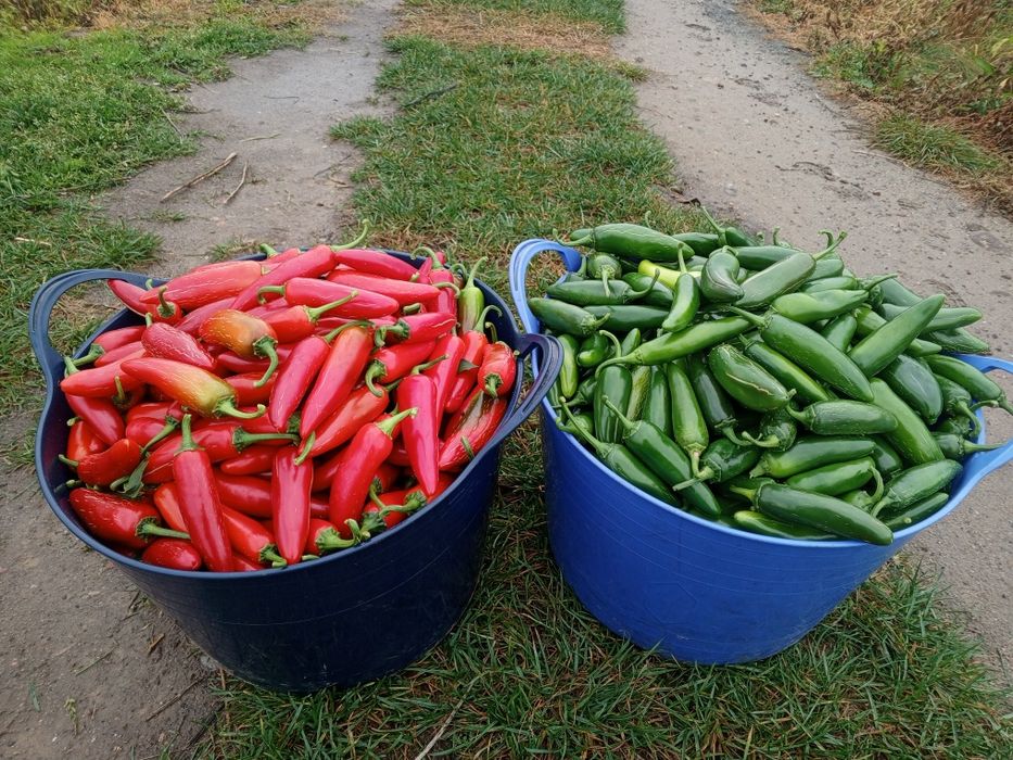 Papryka ostra habanero jalapenio cherry cayenne