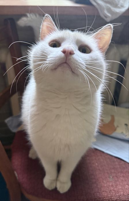 Молодий котик в хороші руки