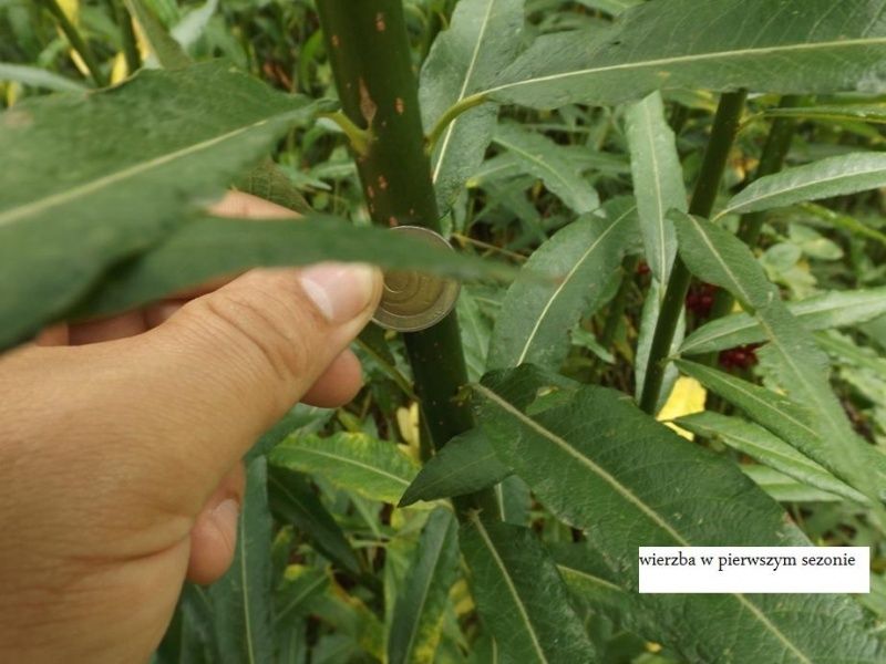 Do sprzedania polecam 1000 sztuk sadzonek wierzby energetycznej Gigant