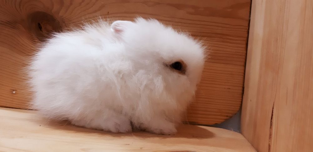 Карликовые миниатюрные декорат.торчеухие и вислоухие мини кролики