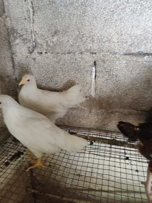 Vendo casal de legorne puros