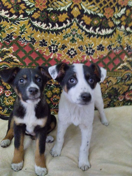 Віддам щенків в добрі руки