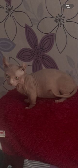 Кошенята на продаж