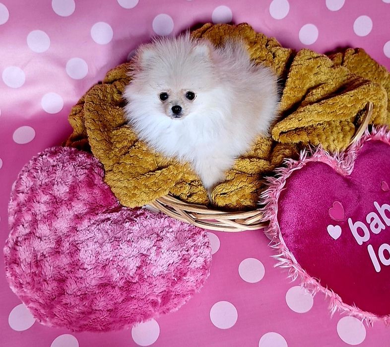 Szpic miniaturowy pomeranian dziewczynka suczka