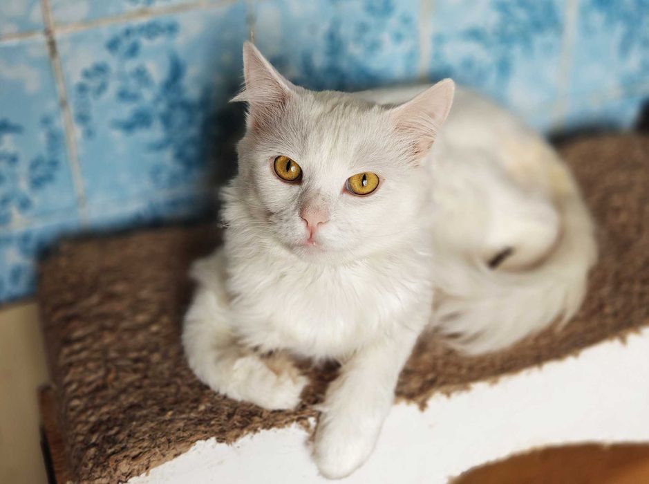 Білий пухнастик, ніжний котик Зефір, 1р. Кіт, кошеня