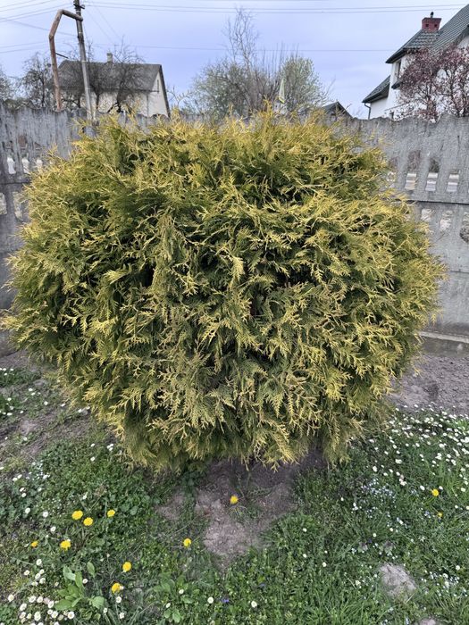 Туї Великі круглі