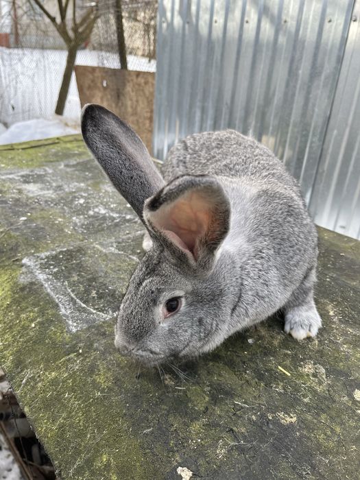 Кролики породи європейська шиншила