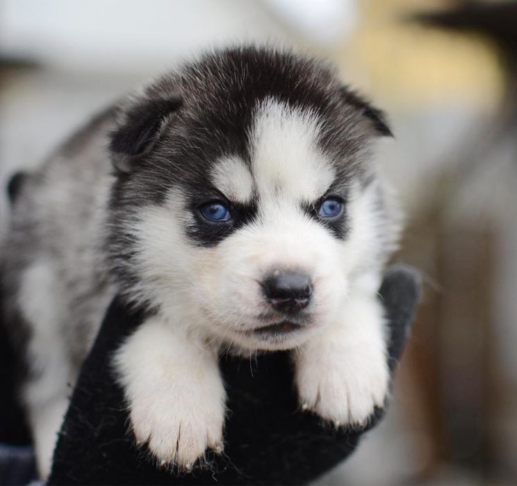 Сибірські хаскі. Блакитні очі. КСУ