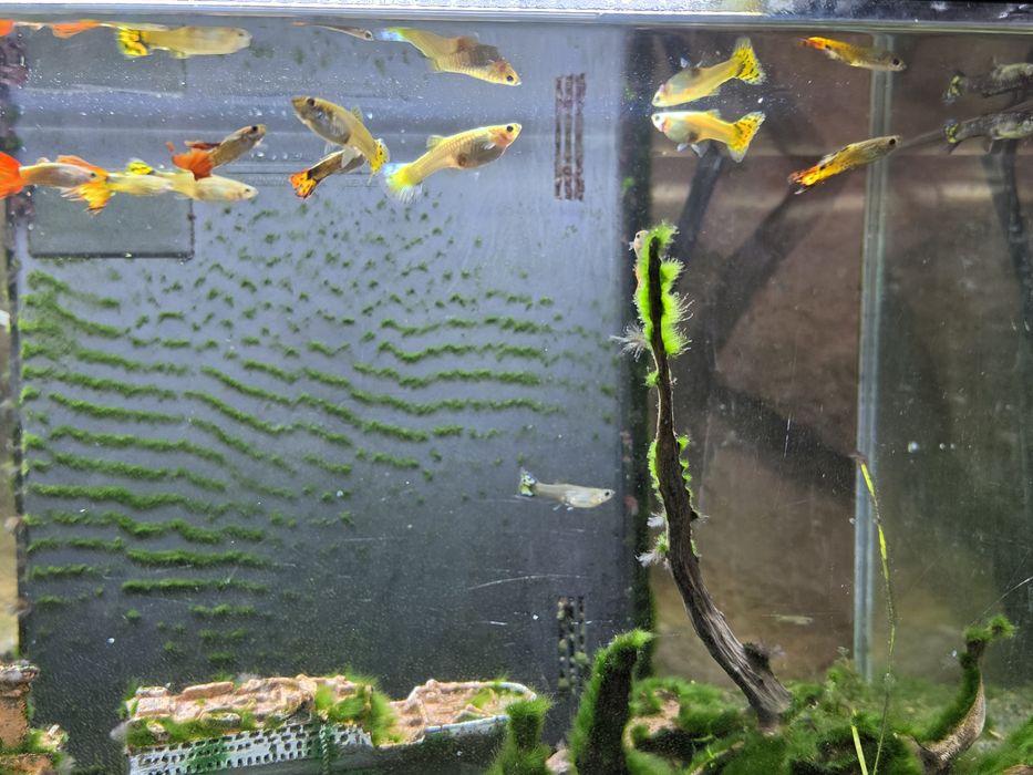 Aquario Ciano 60 litros