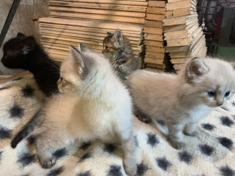 Кошенятка дівчатка та хлопчики