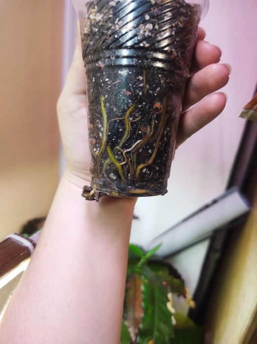 Монстера Karstenianum, Филодендрон Caramel Marble