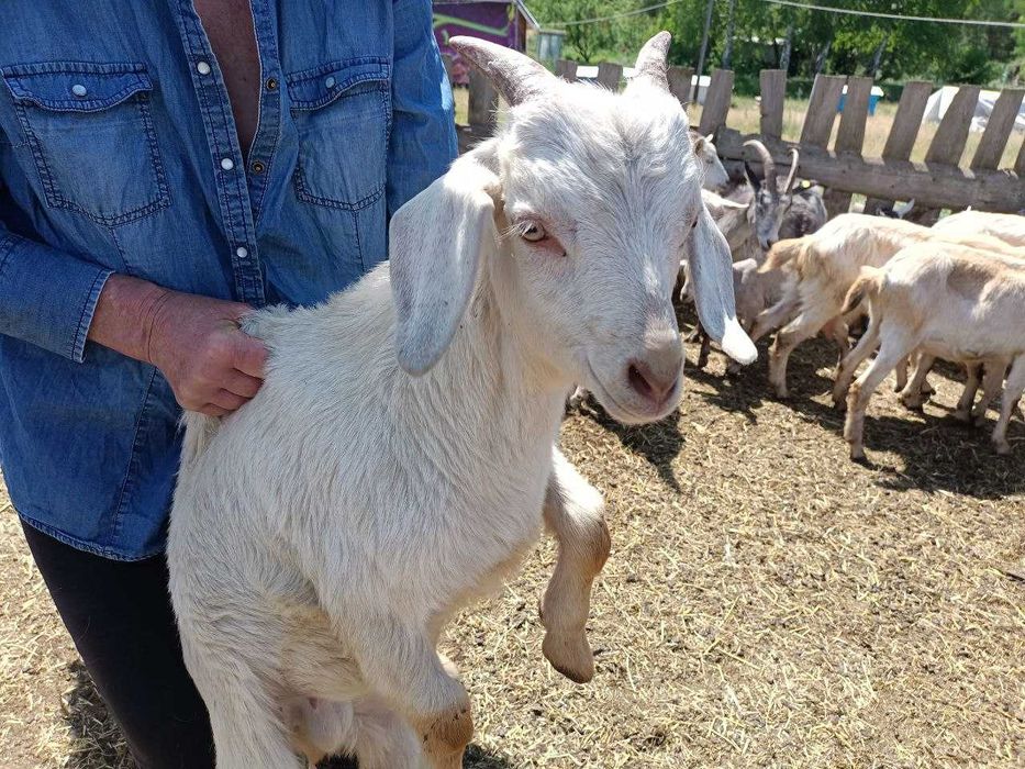 Продаємо стадо кіз