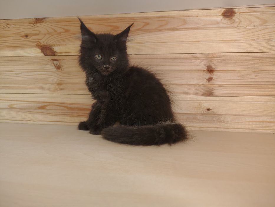 Maine coon, olbrzymi kotek, kotek, kotka Maine coon