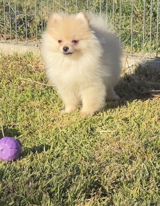 Lulu da Pomerânia menino Micro Miniatura