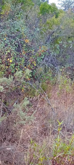 Terreno Agrícola de 24.000 m² com Nascente — Fitos, Santana da Serra