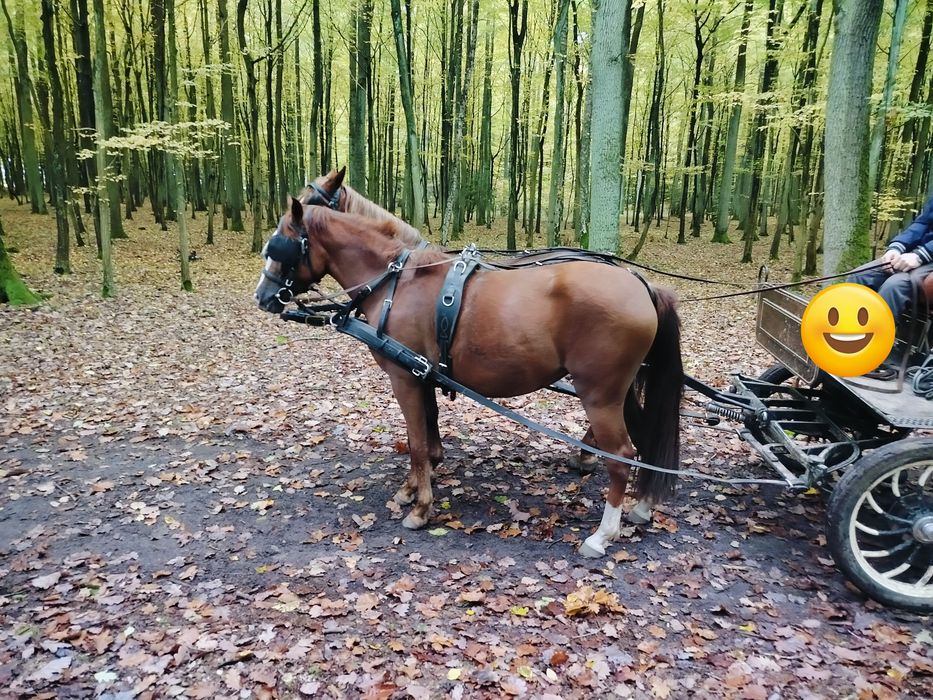 Sprzedam klacz .